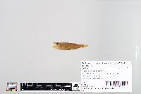 Perca flavescens image