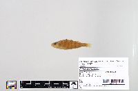 Perca flavescens image