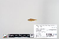 Perca flavescens image