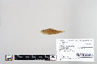 Perca flavescens image