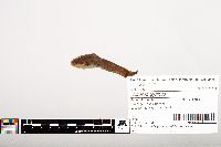 Noturus gyrinus image