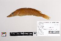 Thumbnail image of current specimen