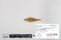 Perca flavescens image