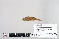 Perca flavescens image