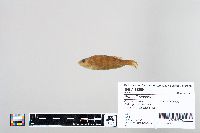 Perca flavescens image