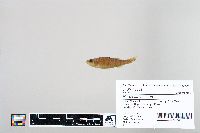 Perca flavescens image