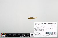 Notropis heterodon image