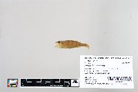 Perca flavescens image