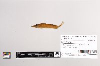 thumbnail image of current specimen