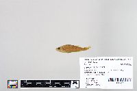 Perca flavescens image