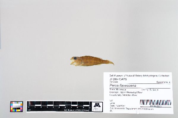 Perca image