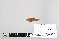 Perca flavescens image