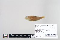 Perca flavescens image