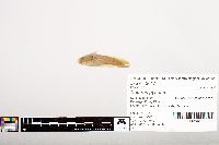 Noturus gyrinus image