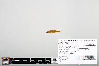 Notropis heterodon image
