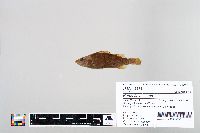 Perca flavescens image