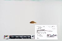 Lepomis humilis image