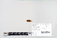 Lepomis humilis image