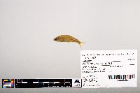 Notropis percobromus image