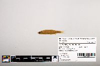 Notropis percobromus image