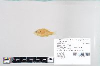 Lepomis humilis image