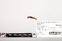 Noturus gyrinus image