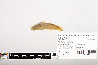 Noturus gyrinus image