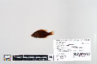 Lepomis humilis image