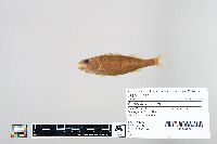 Perca flavescens image