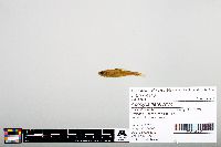 Notropis heterodon image