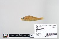 Perca flavescens image