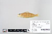 Perca flavescens image