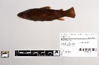 Salmo trutta image
