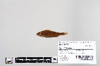 Perca flavescens image