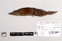 Thumbnail image of current specimen