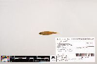 Image of Notropis nubilus