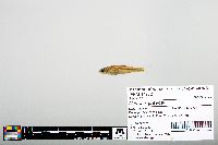 Image of Notropis greenei