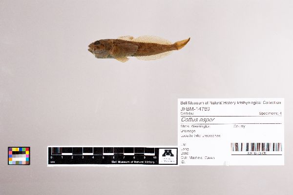 Cottus asper image