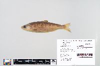 Oncorhynchus tshawytscha image