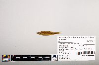 Notropis percobromus image