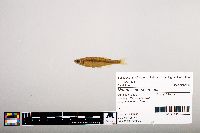 Notropis percobromus image