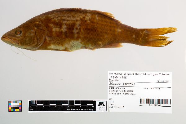 Morone saxatilis image