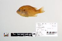 Image of Lepomis auritus