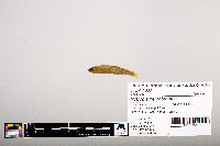 Notropis percobromus image
