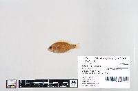 Lepomis humilis image