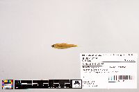 Image of Notropis procne