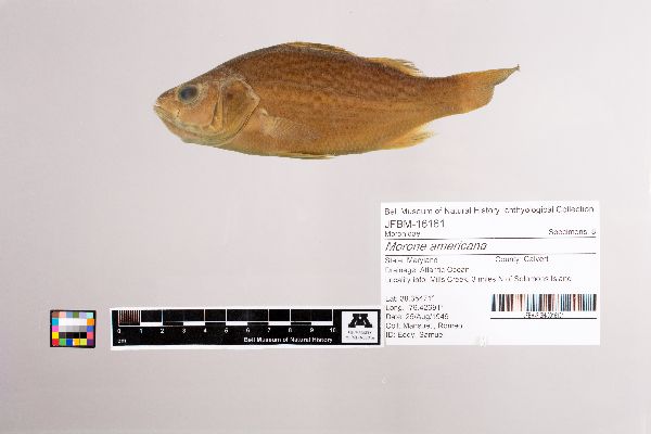 Morone americana image