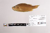 Image of Morone americana