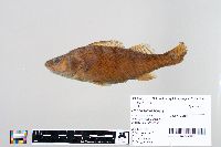 Perca flavescens image
