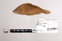Morone americana image
